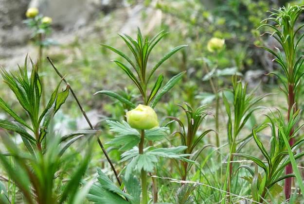 Ensimmäiset kullerot